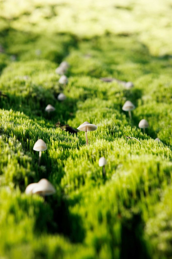 tuin feesthoeve paddenstoel mos